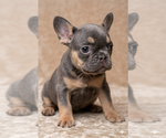 Small #1 French Bulldog