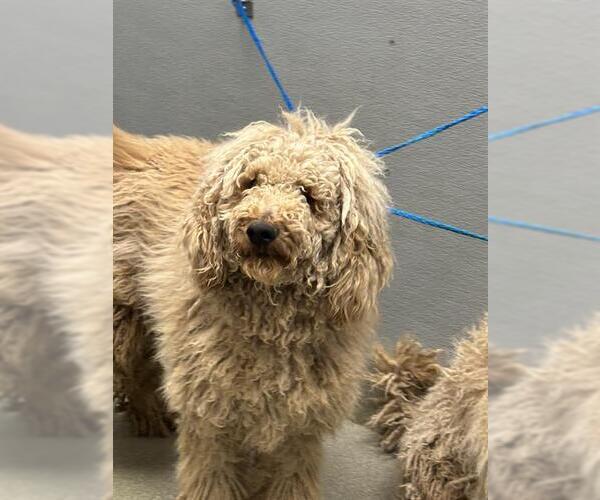 Medium Photo #1 Poodle (Standard)-Unknown Mix Puppy For Sale in Las Vegas, NV, USA