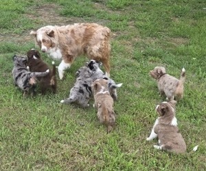 Miniature Australian Shepherd Puppy for sale in EVERTON, MO, USA