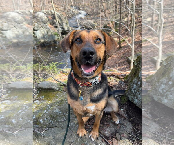 Medium Photo #3 Mutt Puppy For Sale in Rockaway, NJ, USA