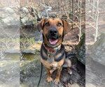 Small #2 Mutt
