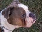 Small Photo #1 Olde English Bulldogge Puppy For Sale in CANYON LAKE, TX, USA