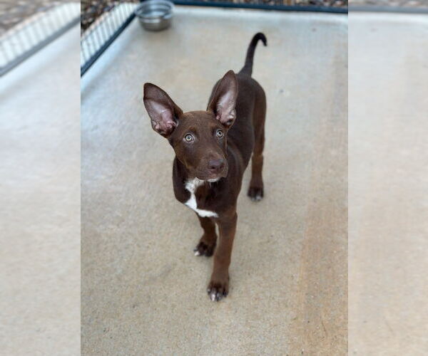 Medium Photo #3 Labrador Retriever-Unknown Mix Puppy For Sale in Oak Bluffs, MA, USA