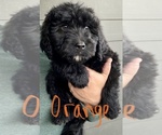 Small Photo #36 Bernedoodle Puppy For Sale in WALNUT GROVE, MO, USA