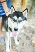 Small Photo #1 Siberian Husky Puppy For Sale in BEAN BLOSSOM, IN, USA
