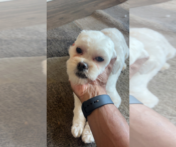 Medium Photo #16 Maltipoo Puppy For Sale in SACRAMENTO, CA, USA