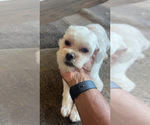 Small #15 Maltipoo