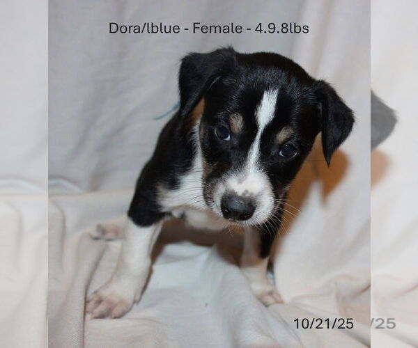 Medium Photo #1 Border Collie-Siberian Husky Mix Puppy For Sale in Aurora, IN, USA