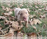 Small #30 Labrador Retriever