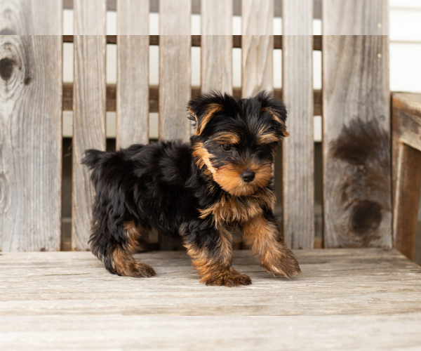 Medium Photo #7 Yorkshire Terrier Puppy For Sale in NAPPANEE, IN, USA