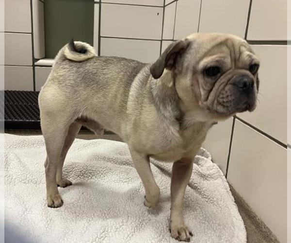 Medium Photo #7 Pug Puppy For Sale in Indianapolis, IN, USA
