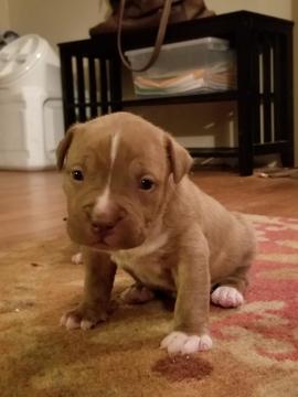 Medium Photo #2 American Bully Puppy For Sale in ABERDEEN, NC, USA