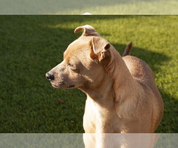 Medium Photo #8 Chihuahua-Unknown Mix Puppy For Sale in La Verne, CA, USA