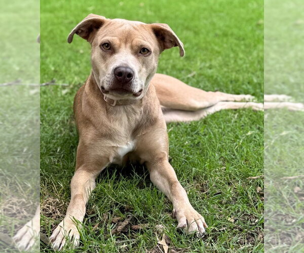 Medium Photo #2 Mutt Puppy For Sale in Great Bend, KS, USA
