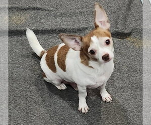 Lucky - Male Chihuahua Dog for Adoption - Photo #2