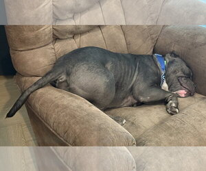 Chonk - Male American Bulldog-American Staffordshire Terrier Mix Dog for Adoption - Photo #2