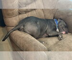 Small #1 American Bulldog-American Staffordshire Terrier Mix