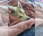 Small #2 American Pit Bull Terrier Mix