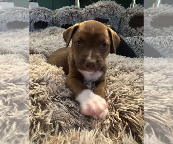 Medium Photo #1 American Staffordshire Terrier-Siberian Husky Mix Puppy For Sale in Chester, VA, USA