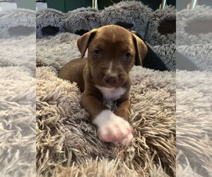 American Staffordshire Terrier-Siberian Husky Mix Dogs for adoption in Chester, VA, USA