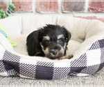 Small #1 Schnauzer (Miniature)