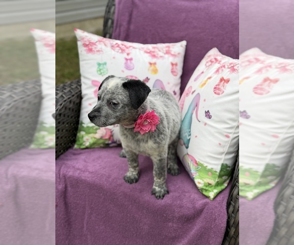Medium Photo #1 Australian Cattle Dog Puppy For Sale in ASHEBORO, NC, USA