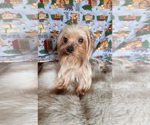 Medium Photo #1 Mutt Puppy For Sale in Bon Carbo, CO, USA