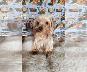 Mutt Dogs for adoption in Bon Carbo, CO, USA