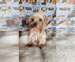 Small Mutt