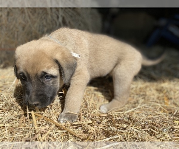 Medium Photo #12 Anatolian Shepherd Puppy For Sale in ROBSTOWN, TX, USA