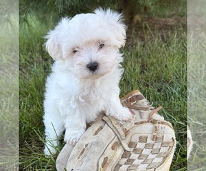 Maltese Puppy for sale in MIDDLEBURY, IN, USA