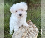 Image preview for Ad Listing. Nickname: Flynn