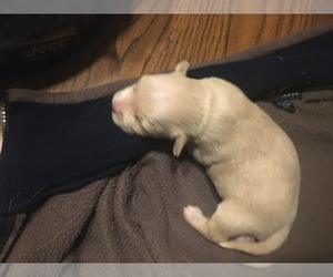 Jack-A-Poo Puppy for sale in FAIRFIELD, CT, USA