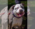 Small #3 American Pit Bull Terrier Mix