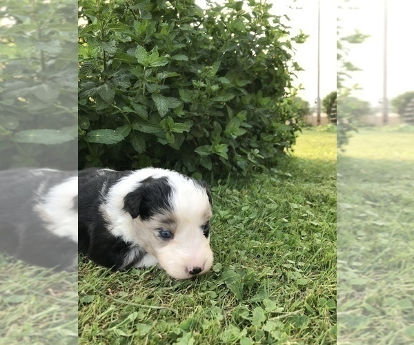 Medium Photo #7 Border-Aussie Puppy For Sale in RUPERT, WV, USA