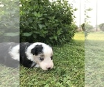 Small Photo #7 Border-Aussie Puppy For Sale in RUPERT, WV, USA