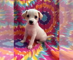 Small Mutt