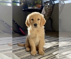 Golden Retriever Puppy for sale in ISLETON, CA, USA
