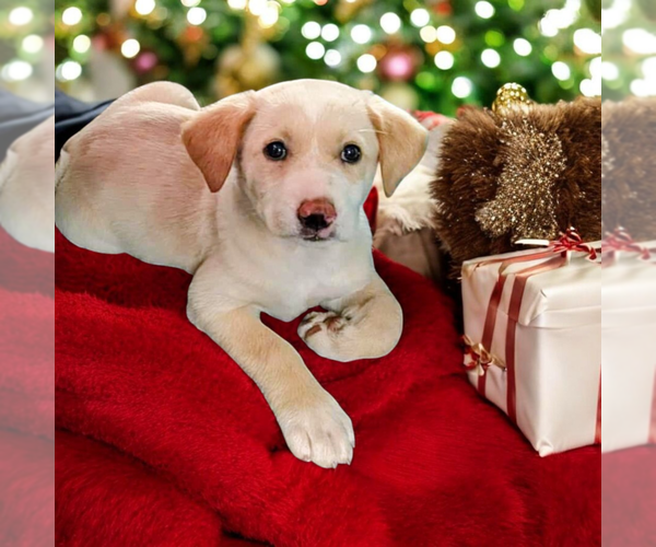 Medium Photo #1 Boxador Puppy For Sale in Vail, AZ, USA