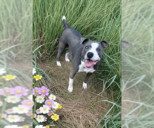 Violet - Female Bullypit Dog for Adoption - Photo #4