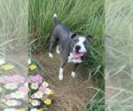 Small Photo #4 Bullypit Puppy For Sale in Southbury, CT, USA