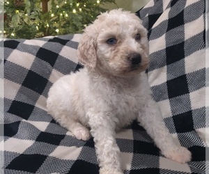 Poodle (Standard) Puppy for Sale in COUCH, Missouri USA