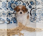 Small #4 Pomeranian-Poodle (Toy) Mix