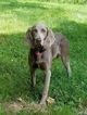 Small Photo #1 Weimaraner Puppy For Sale in NORTH SALEM, NY, USA