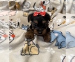 Puppy Jasmine Yorkshire Terrier
