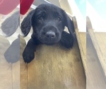 Puppy 3 Doodle-Labradoodle Mix