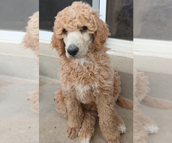 Medium Photo #1 Poodle (Standard) Puppy For Sale in CENTENNIAL, CO, USA