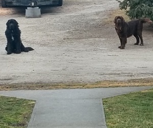 Father of the Newfoundland puppies born on 12/04/2019