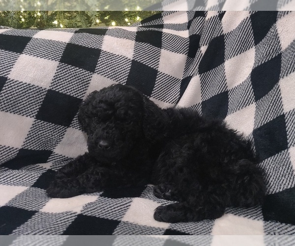 Medium Photo #4 Poodle (Standard) Puppy For Sale in COUCH, MO, USA