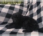 Small #3 Poodle (Standard)